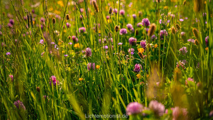 Sommerwiese in Blüte