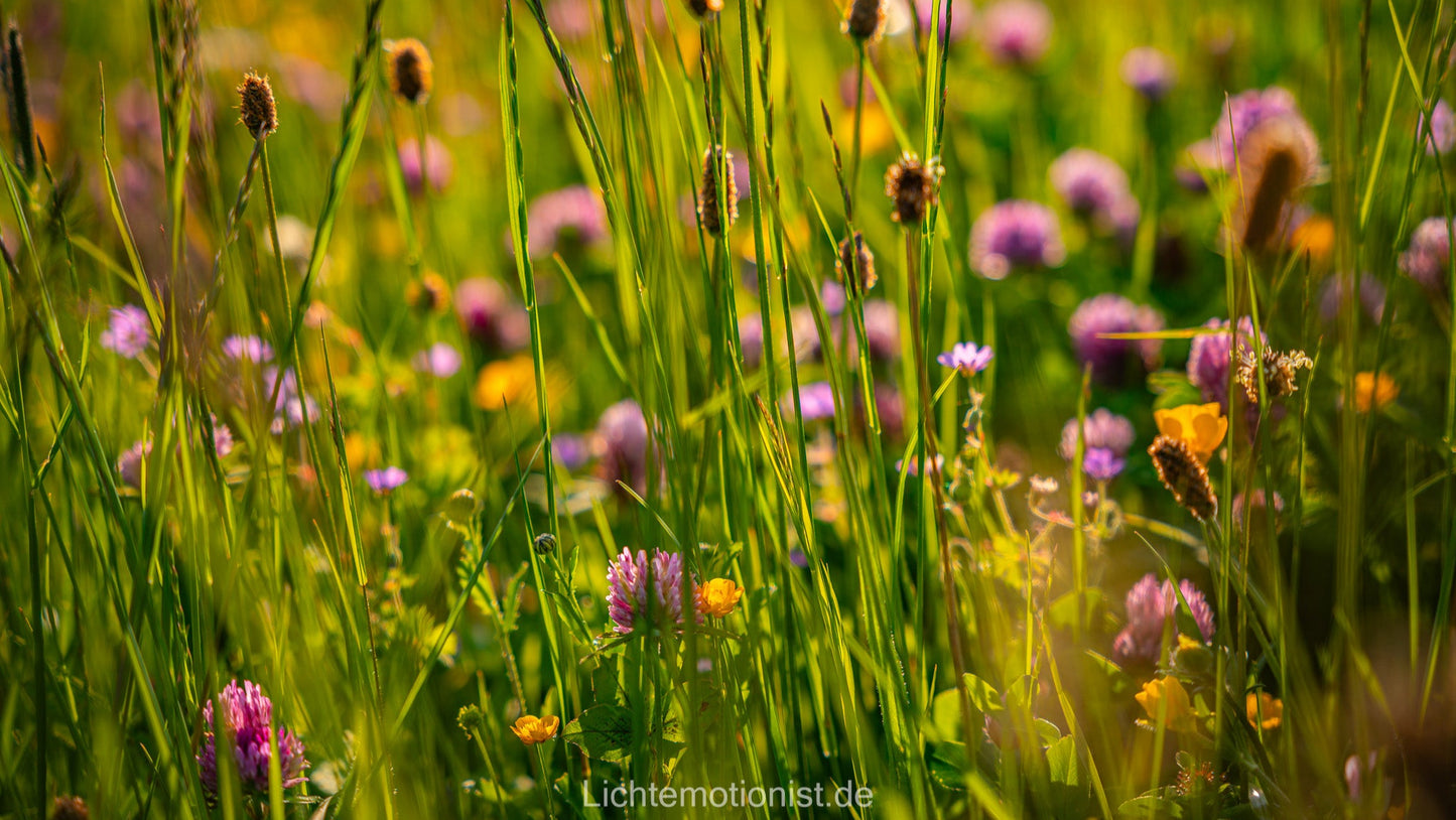 Sommerwiese in Blüte