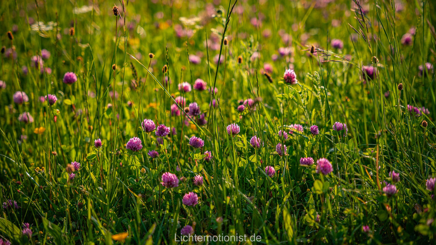 Sommerwiese in Blüte