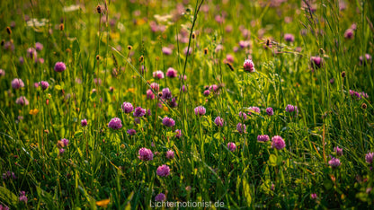 Sommerwiese in Blüte