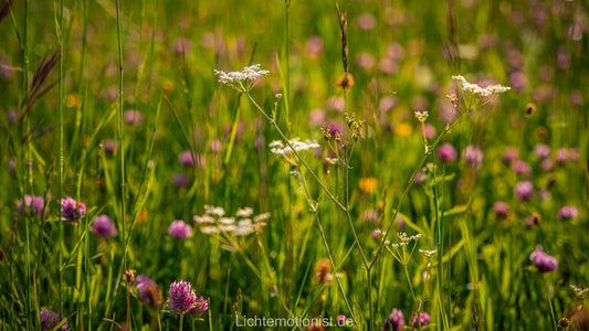 Sommerwiese in Blüte