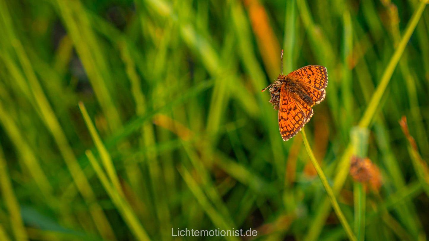 Scheckenfalter im Grün