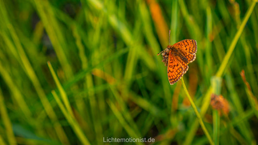Scheckenfalter im Grün