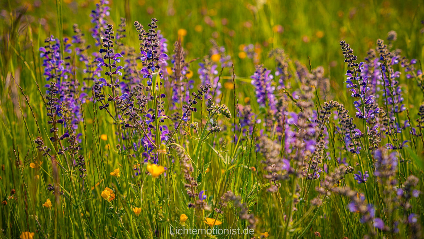 Wiesensalbei im Sommerlicht