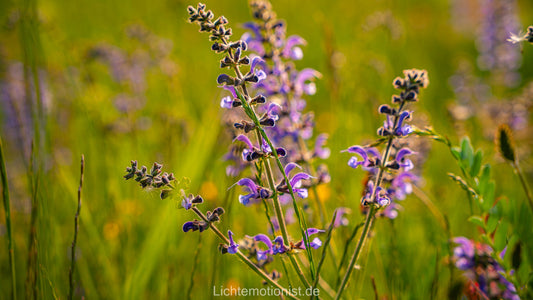 Wiesensalbei im Sommerlicht