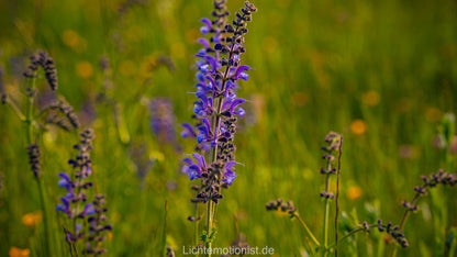 Wiesensalbei im Sommerlicht