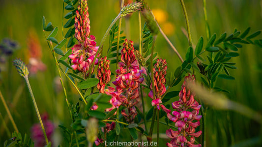 Esparsette in Blüte