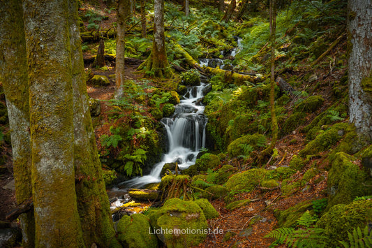 Moosgrüne Kaskaden am Zweribach im Schwarzwald