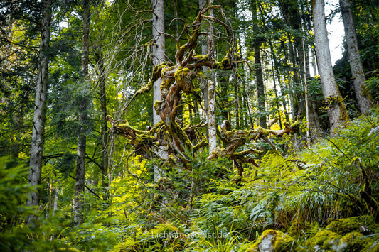 Der verwobene Baumgeist