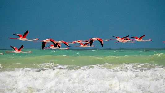 Flamingos über dem Atlantik