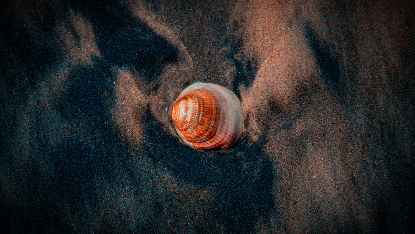 Muschel im Atlantiksand