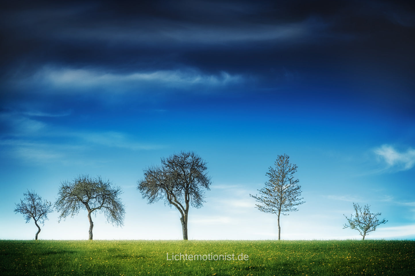 Baumreihe am Horizont