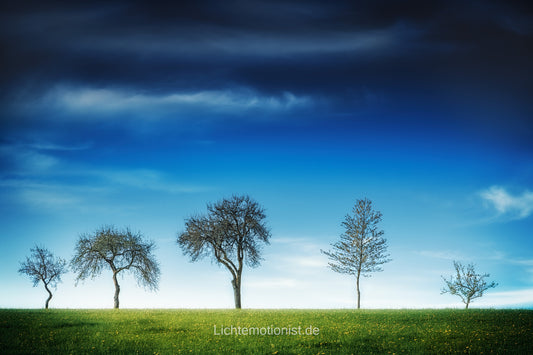 Baumreihe am Horizont