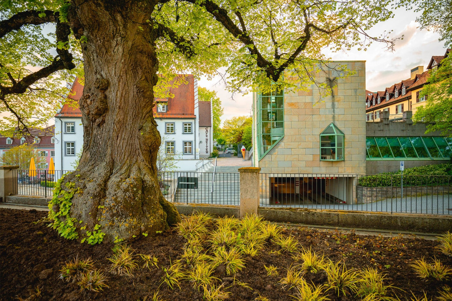 Baum an Stadtbibliothek