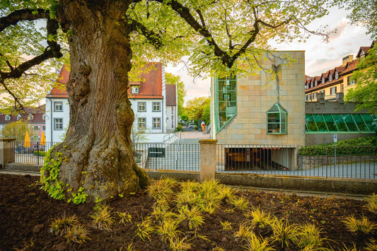 Baum an Stadtbibliothek