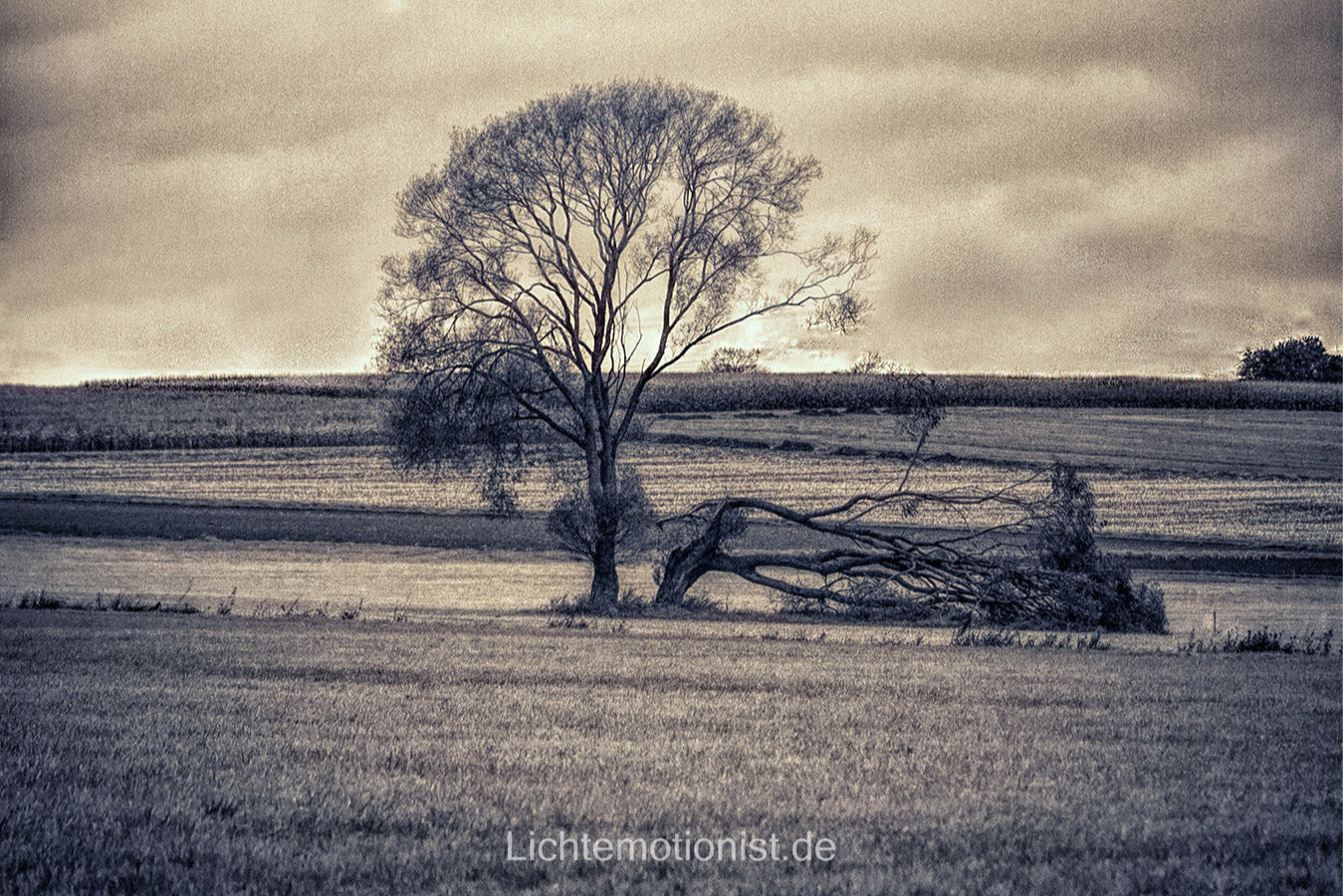 Gleichgewicht und Beständigkeit der Natur