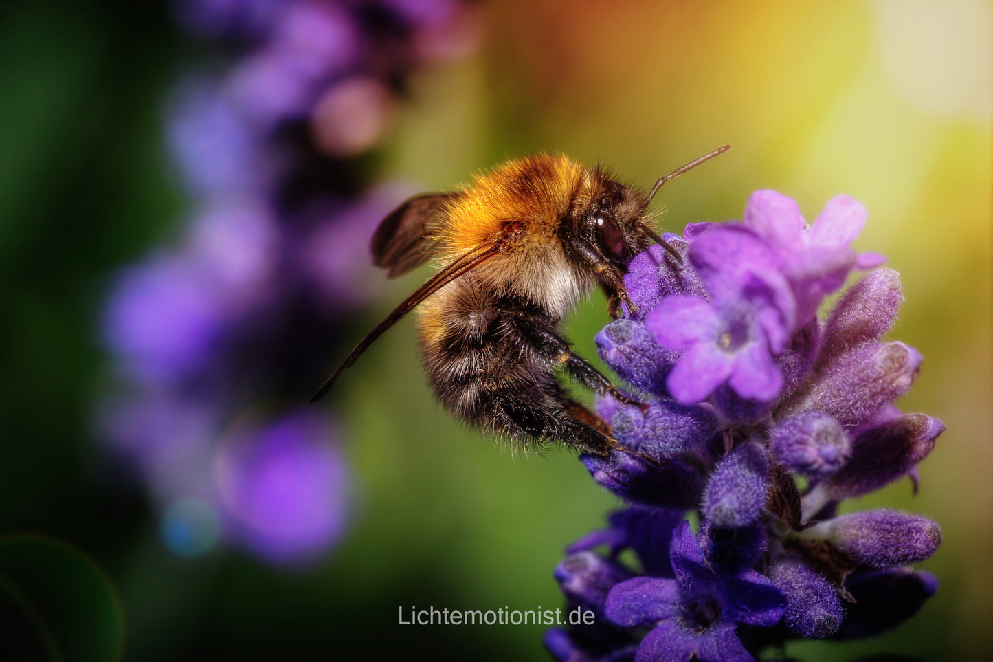 Flauschige Biene auf Lavendel