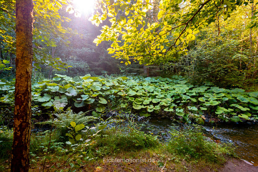 Im Licht des Schwarzwaldes