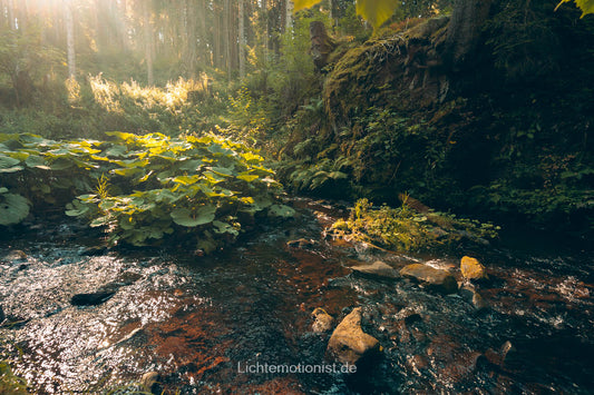 Morgenlicht am Rötenbach