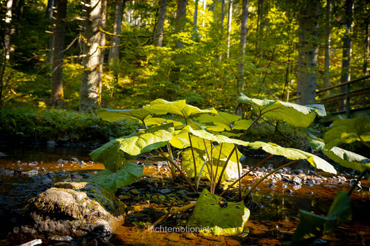 Lichtspiel am Waldbach