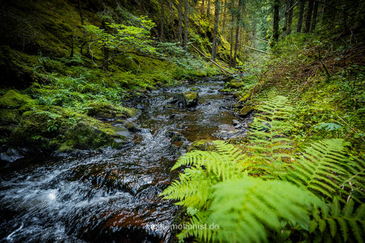 Lichtspiel am Rötenbach