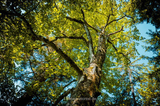 Blick ins Blätterdach