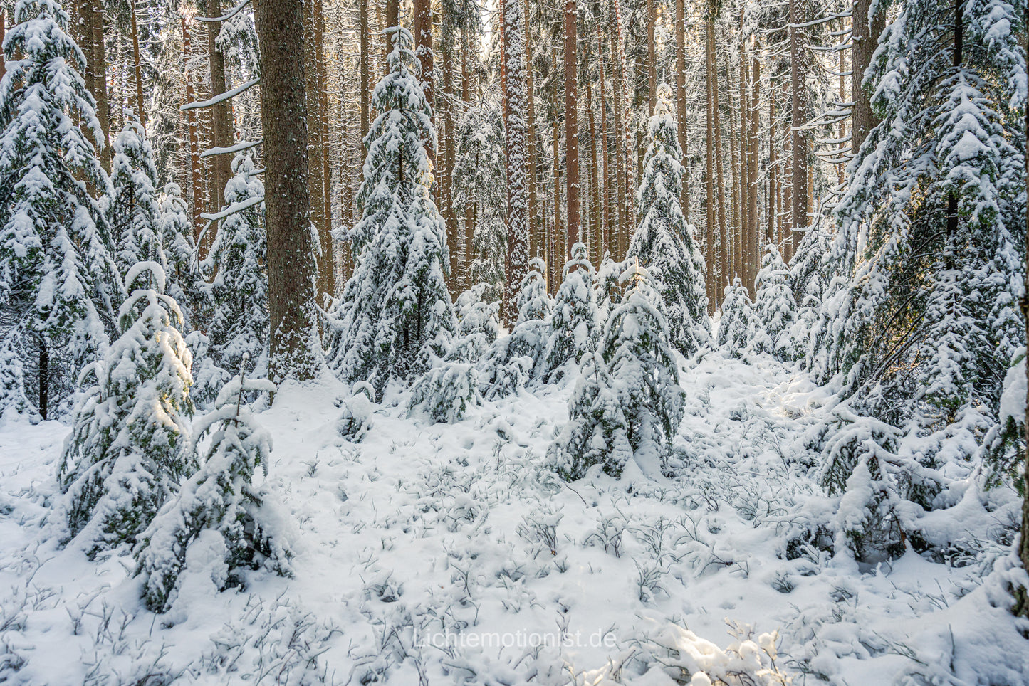 Winterliche Kontraste