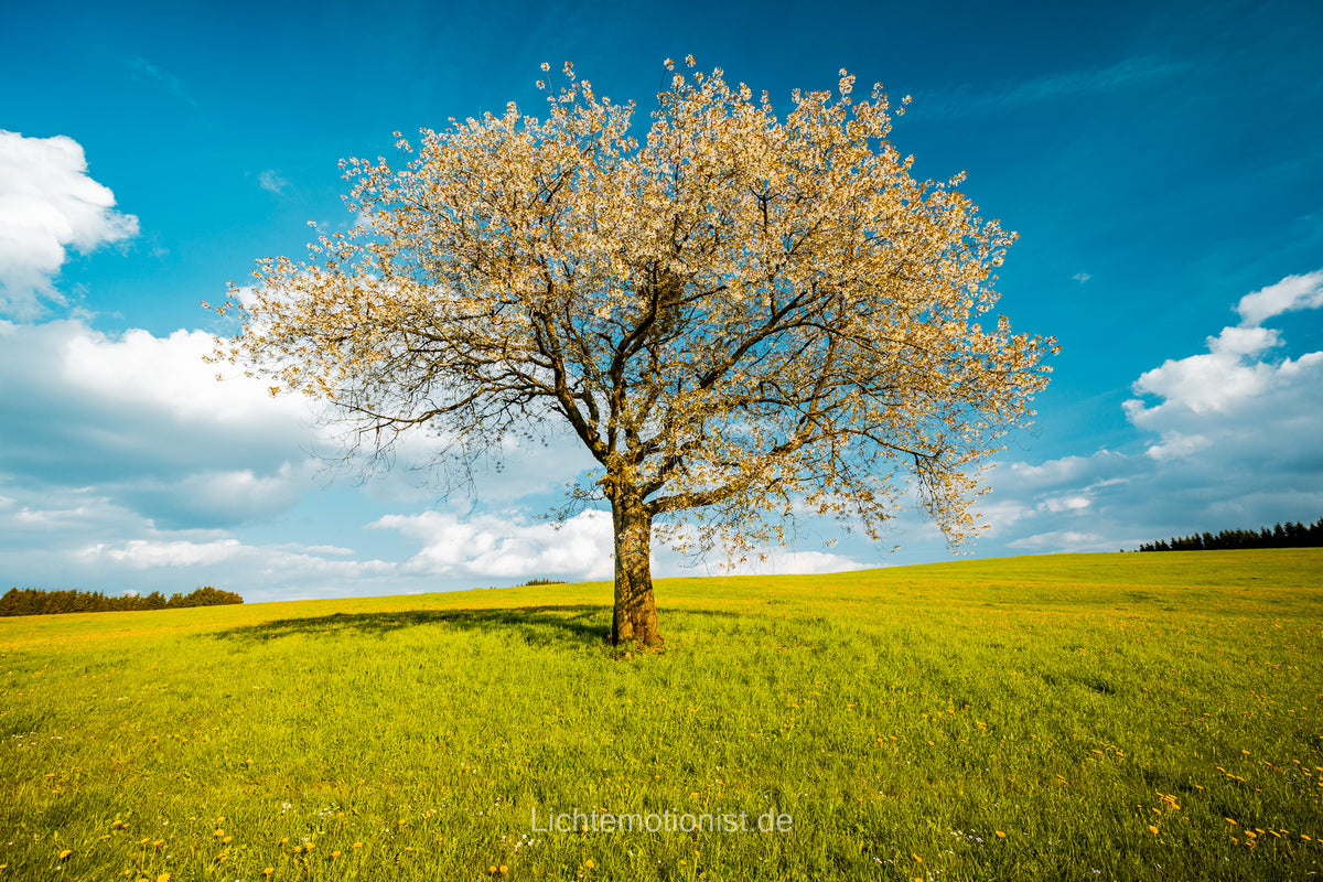 Frühlingserwachen unter blauem Himmel (2)