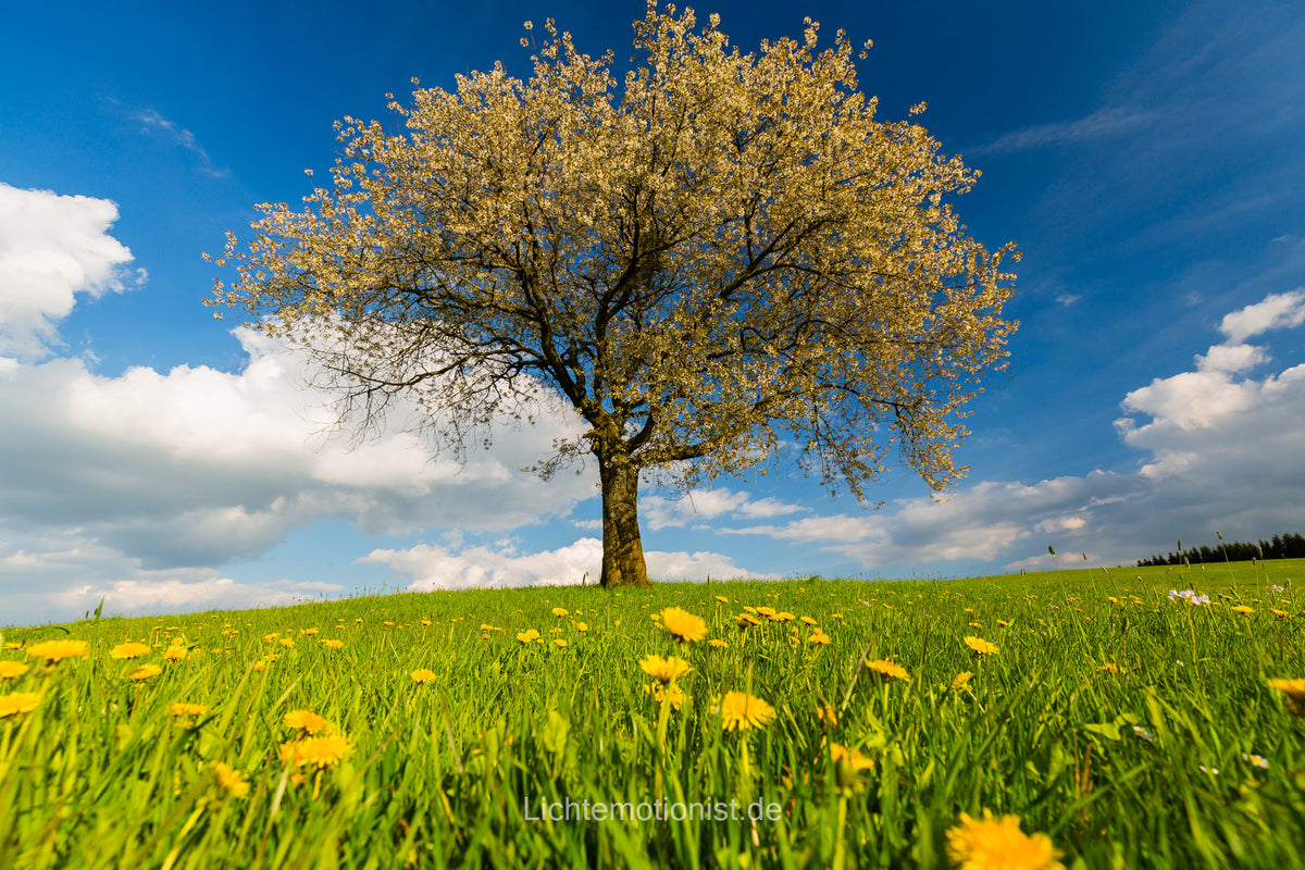 Frühlingserwachen unter blauem Himmel (1)