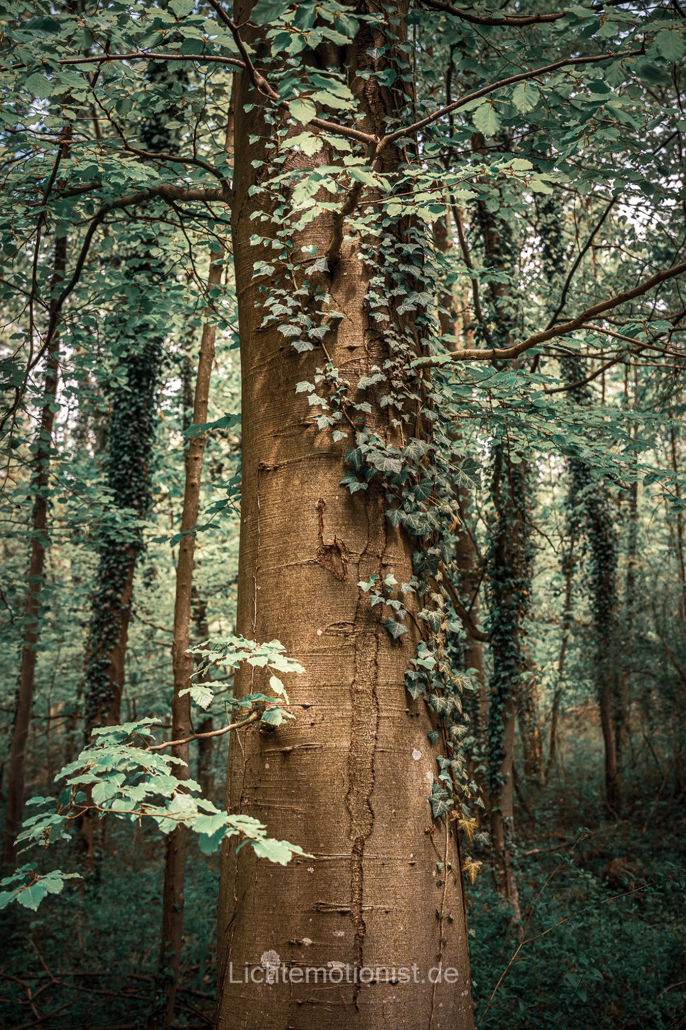 Efeu um Baum