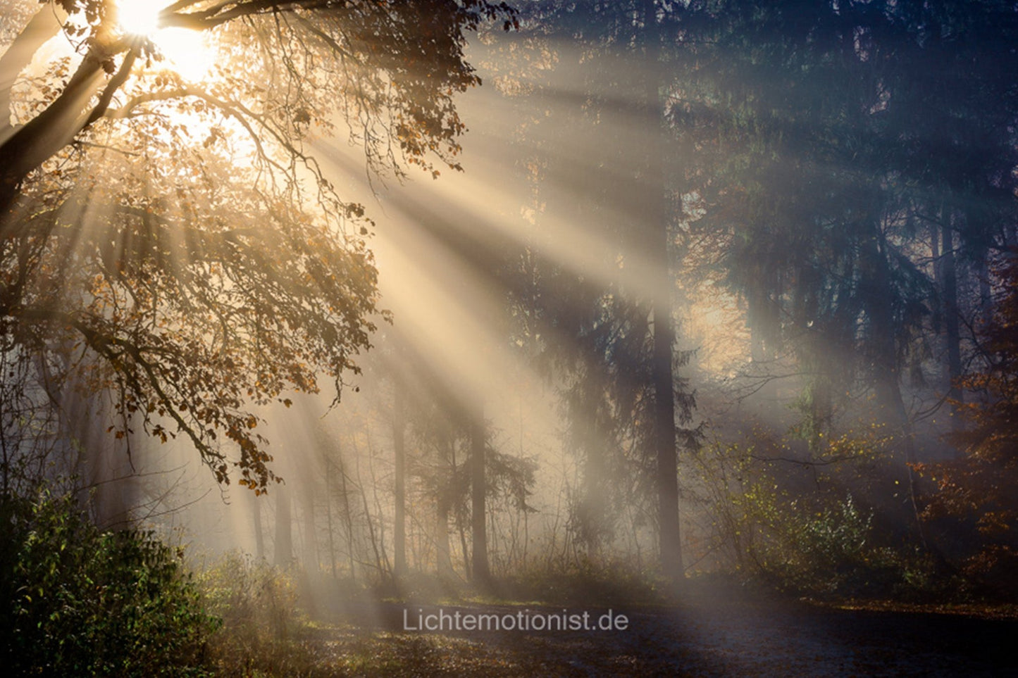 Erleuchteter Waldweg