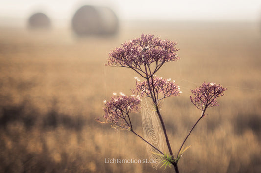 Blume am Feldrand