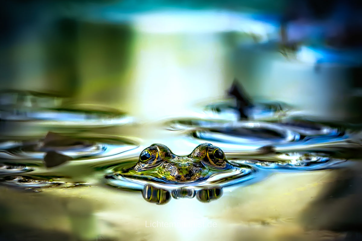 Verborgener Blick - Der Frosch im dunklen Wasser