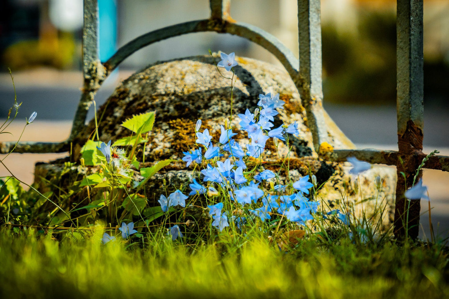 Glockenblumen und Architektur