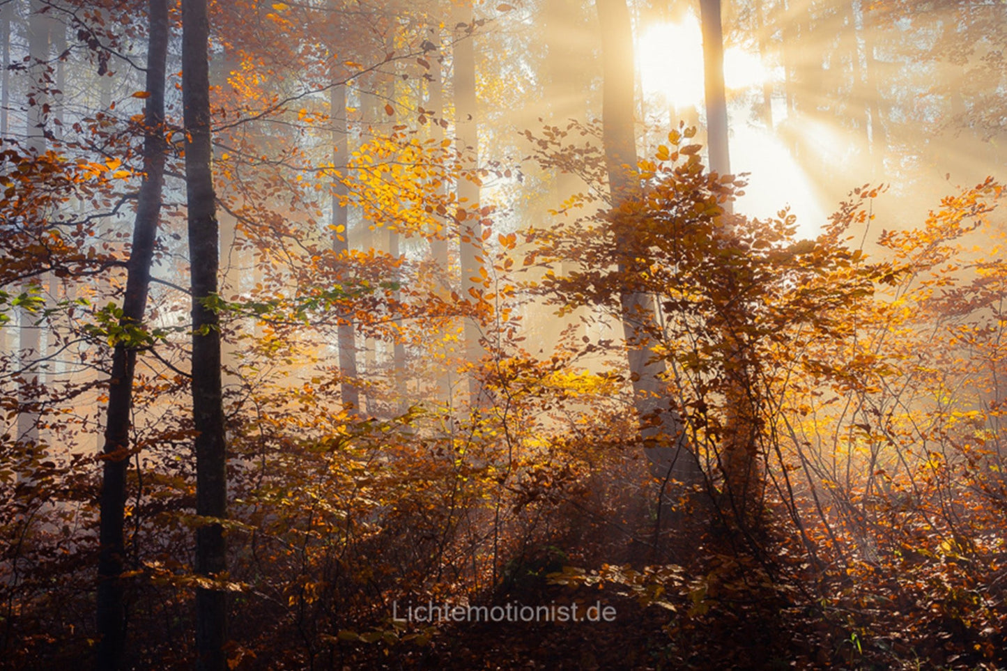Goldene Lichtstimmungen im Herbstwald