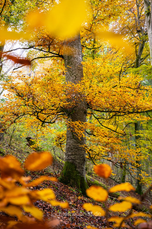 Goldener Baum