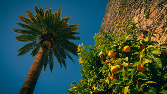 Palme und Orangenbaum in der Alhambra