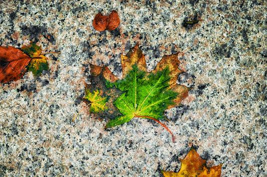 Herbstlaub und Strukturen