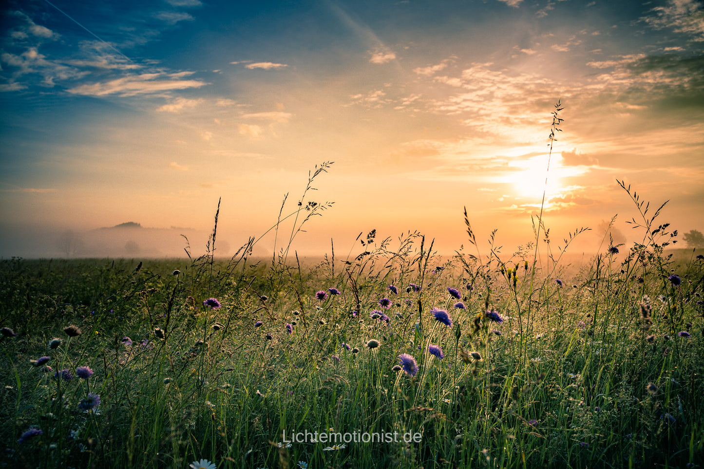 Sonnenaufgang am blühenden Feldrand