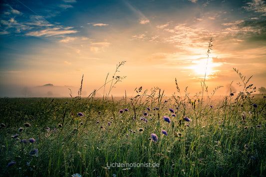 Sonnenaufgang am blühenden Feldrand