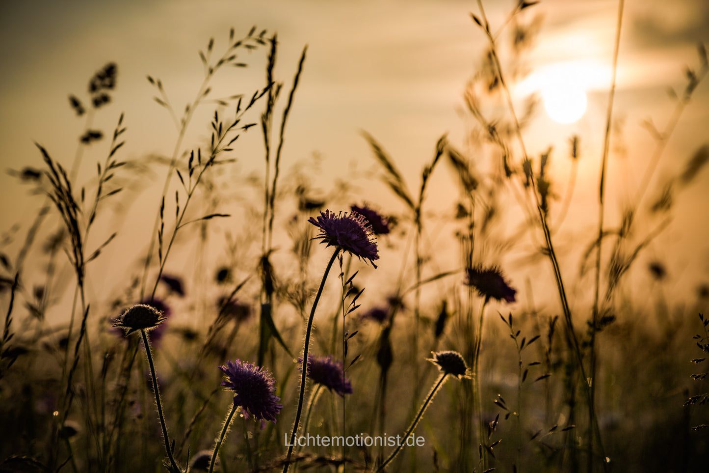 Silhouetten im Morgenlicht