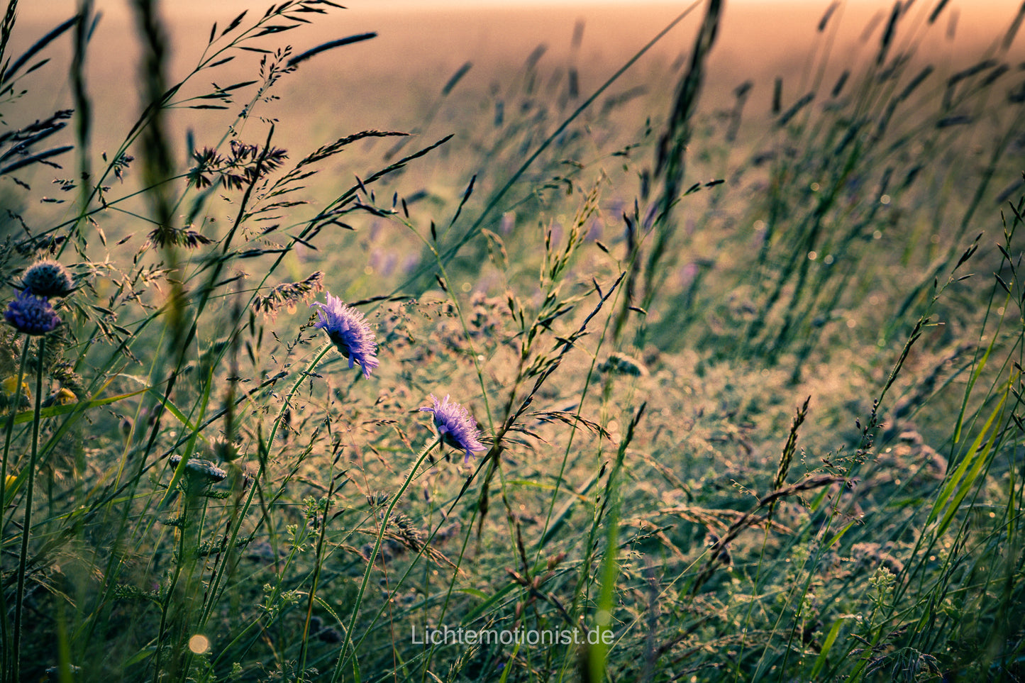 Wilde Wiese im Morgennebel