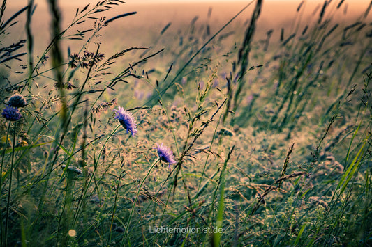 Wilde Wiese im Morgennebel