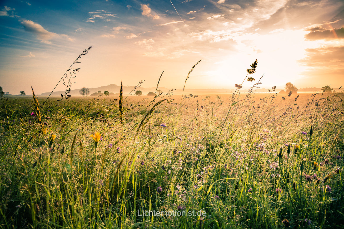 Morgenlicht über Wiesenlandschaft