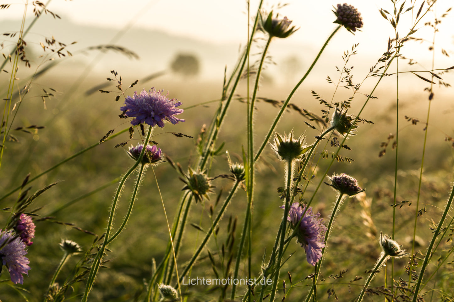 Sonnenaufgang über Feldwitwenblumen