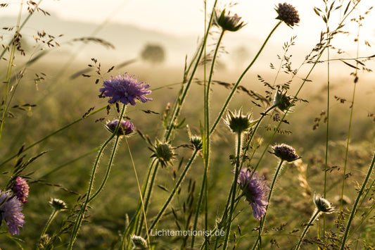 Sonnenaufgang über Feldwitwenblumen