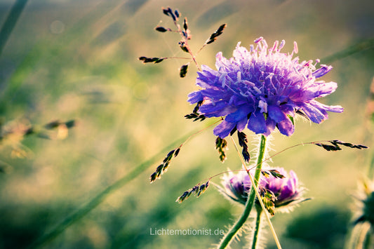 Feldwitwenblume im Sonnenlicht