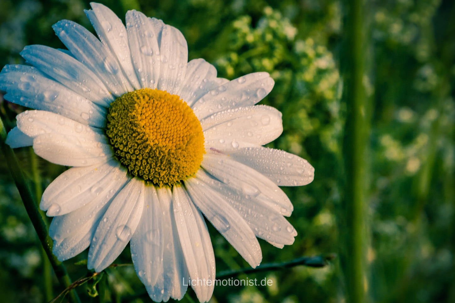 Margerite im Morgentau