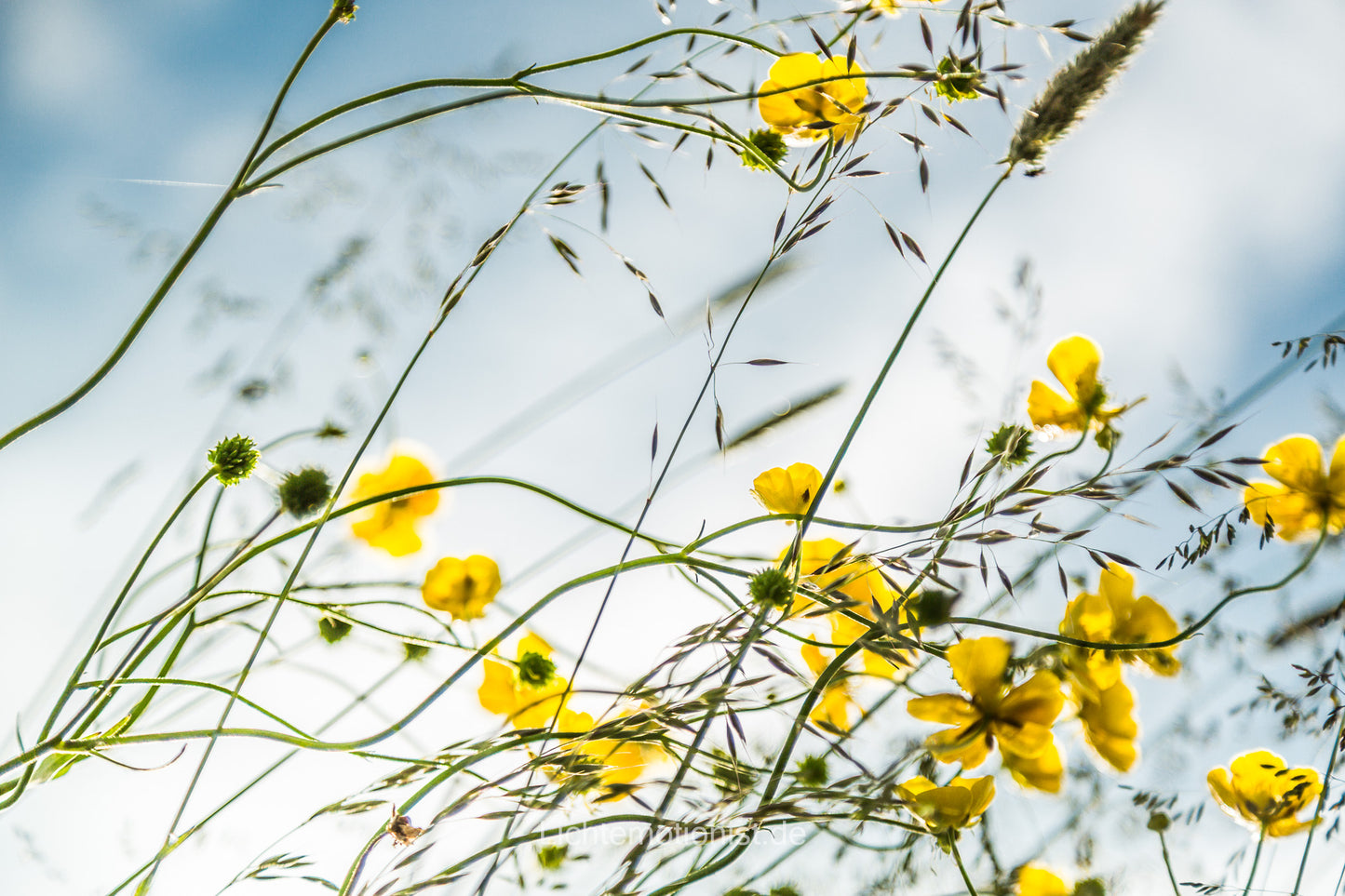 Blumenwiese aus Ameisenperspektive