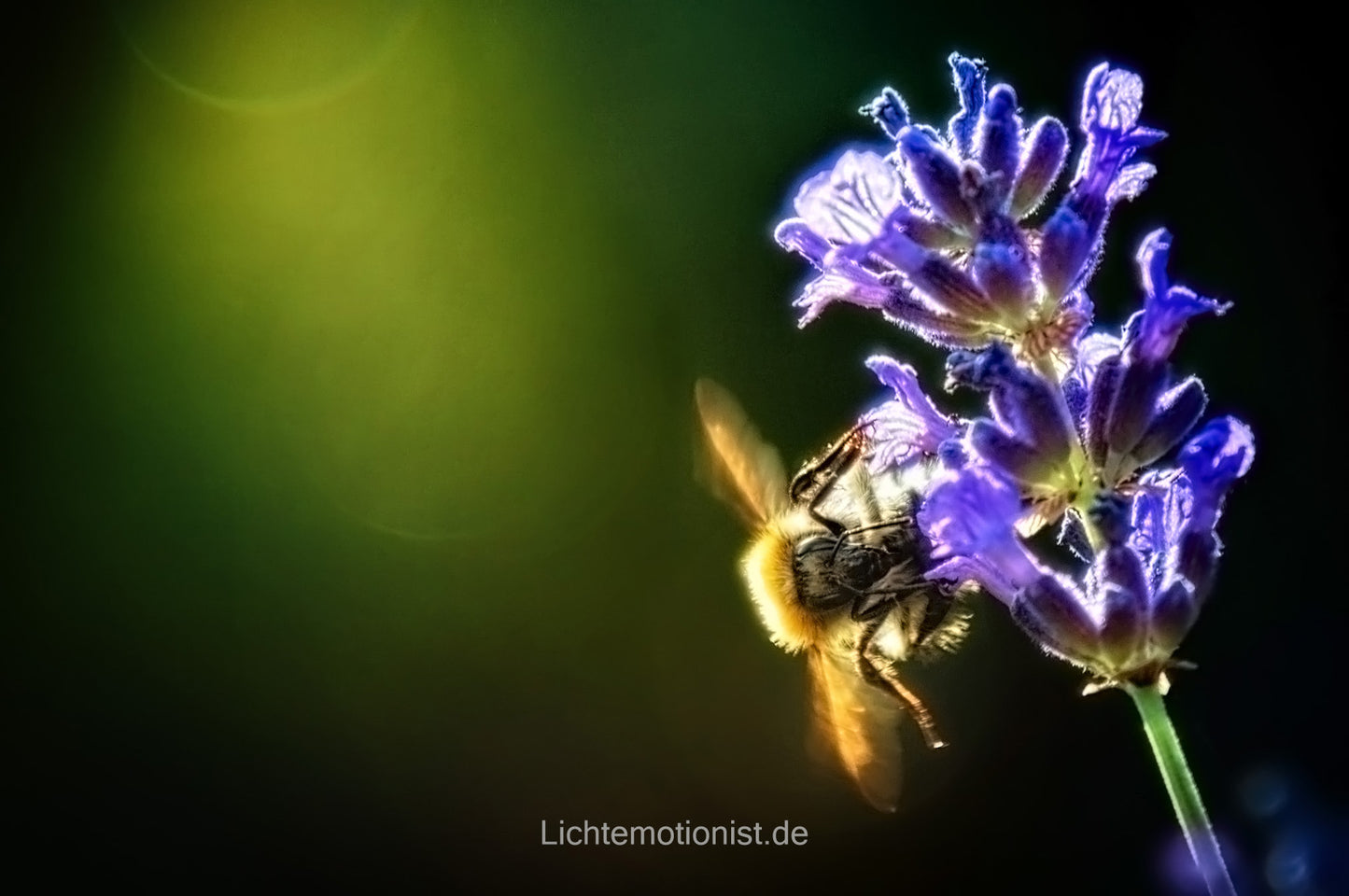 Insekt auf Lavendelblüte